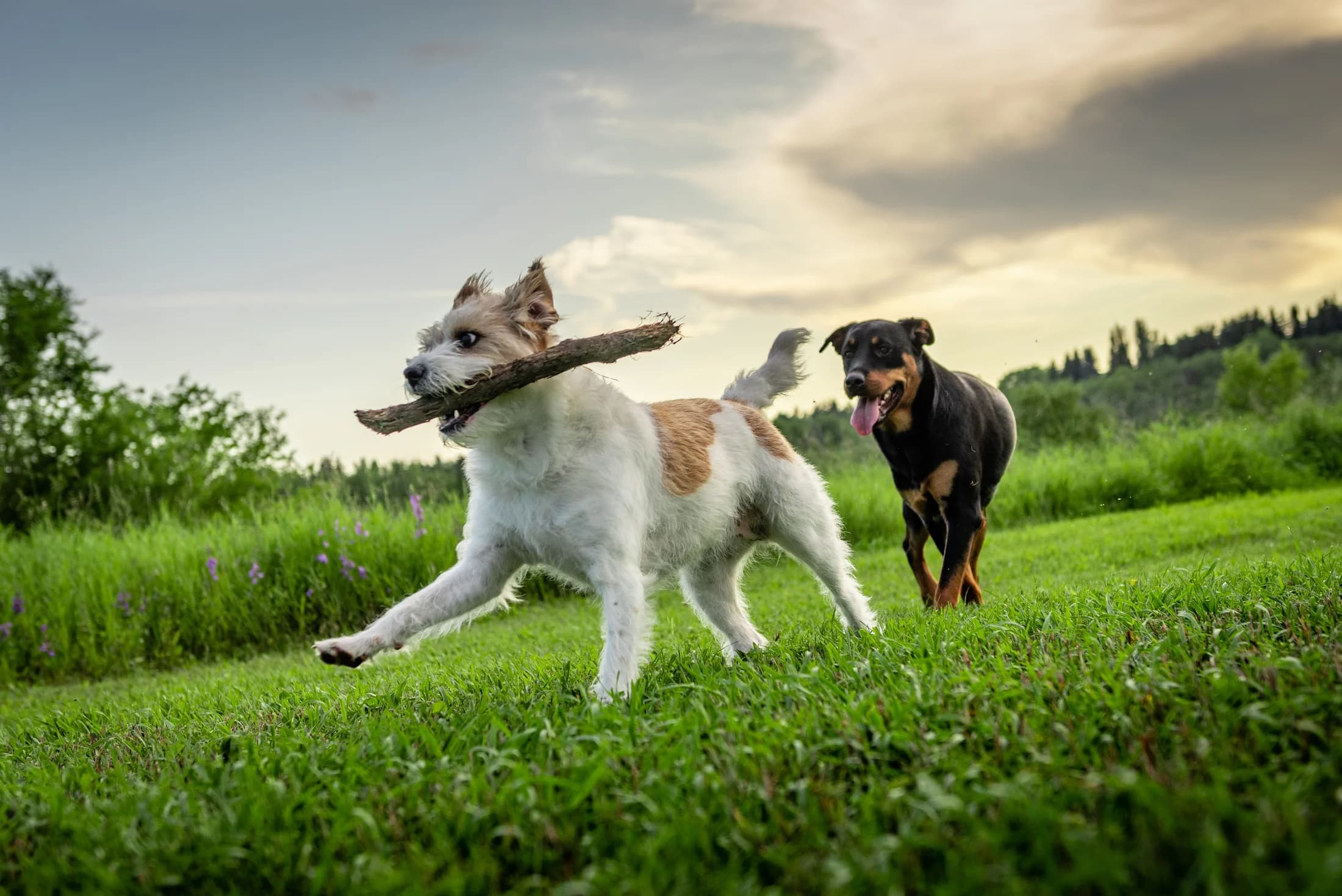 Dog photographed in soft outdoor light for an Edmonton Story Session