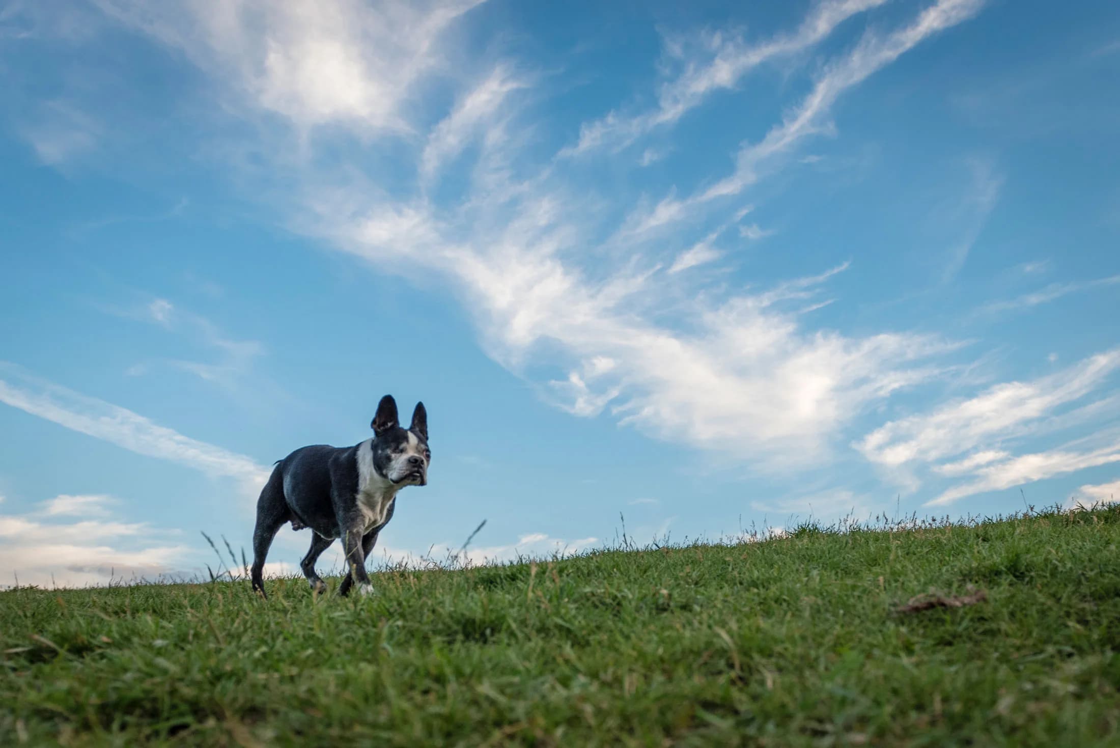 Black and white senior dog portrait by Edmonton pet photographer
