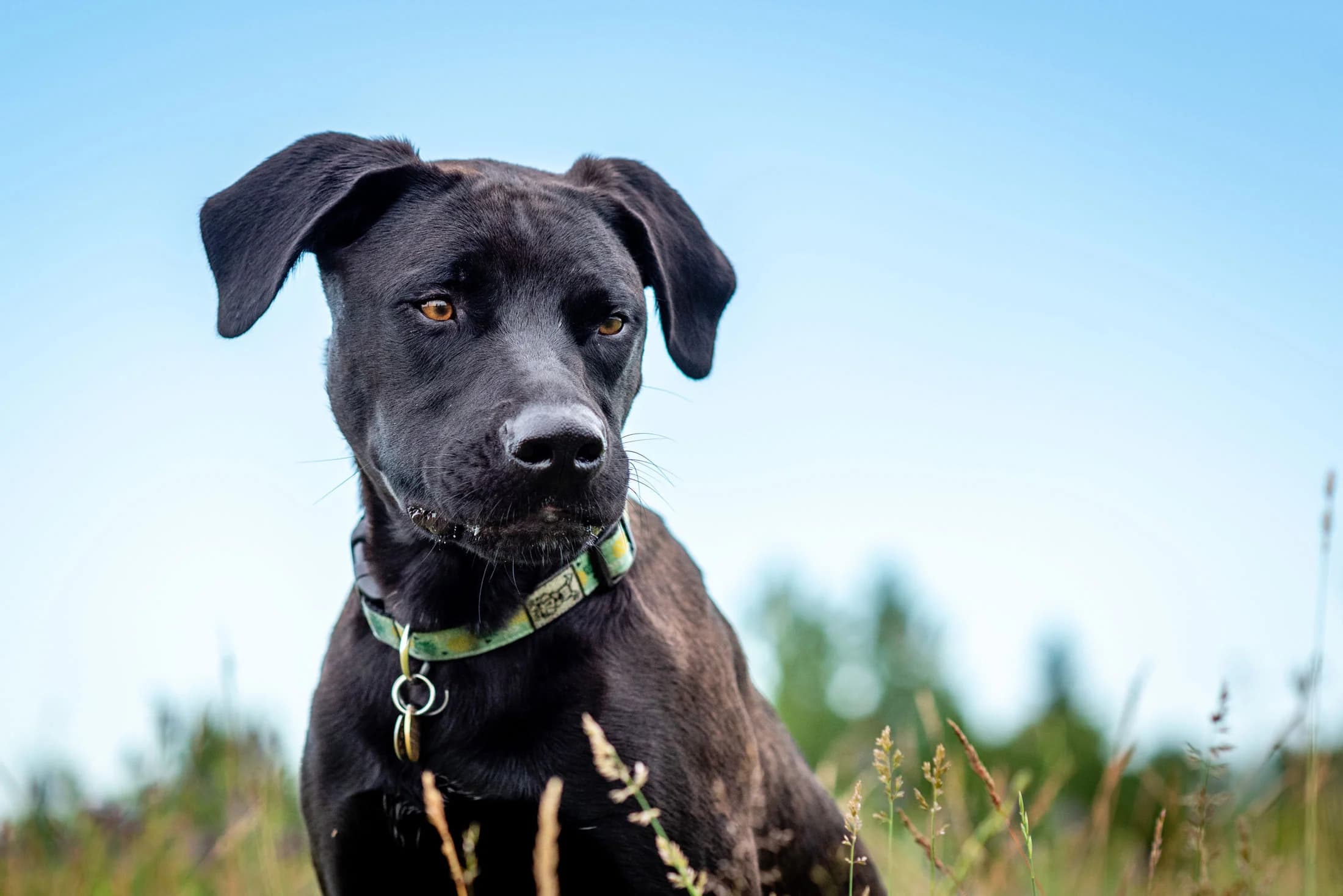 Black Labrador mix dog wearing green collar sitting in tall grass field