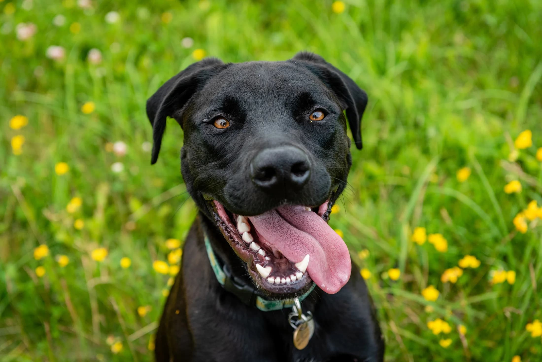 Black dog with tongue out sitting in green grass with yellow wildflowers
