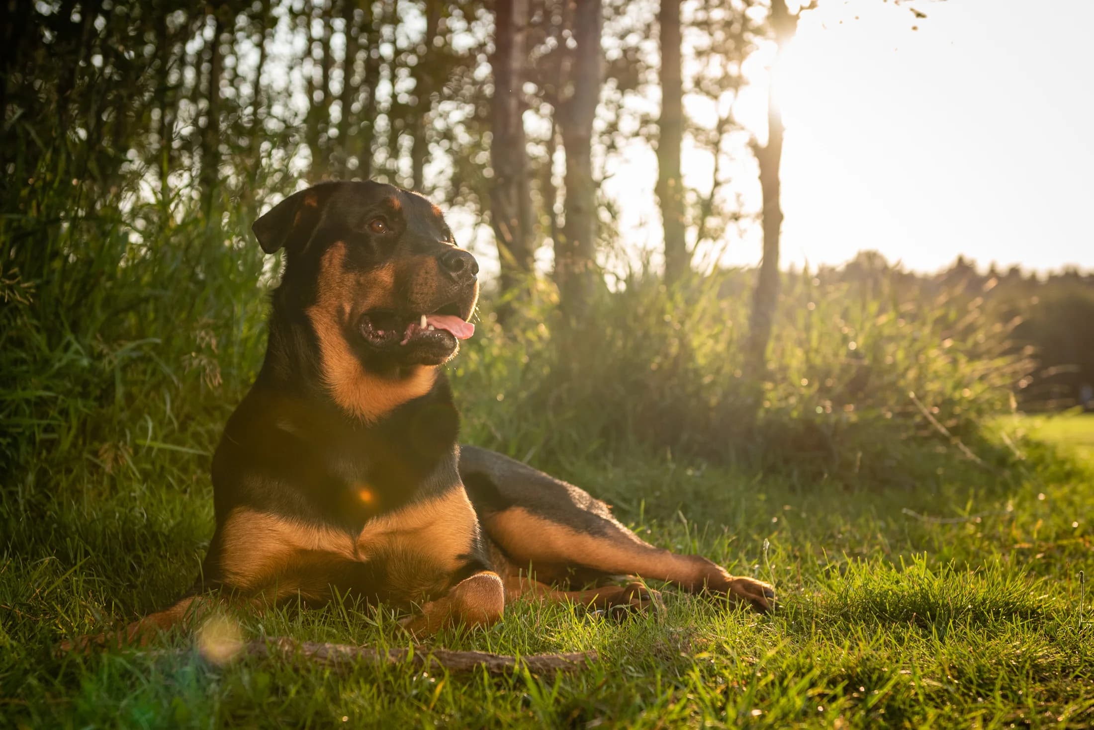 Outdoor dog portrait from an Edmonton Portrait Session