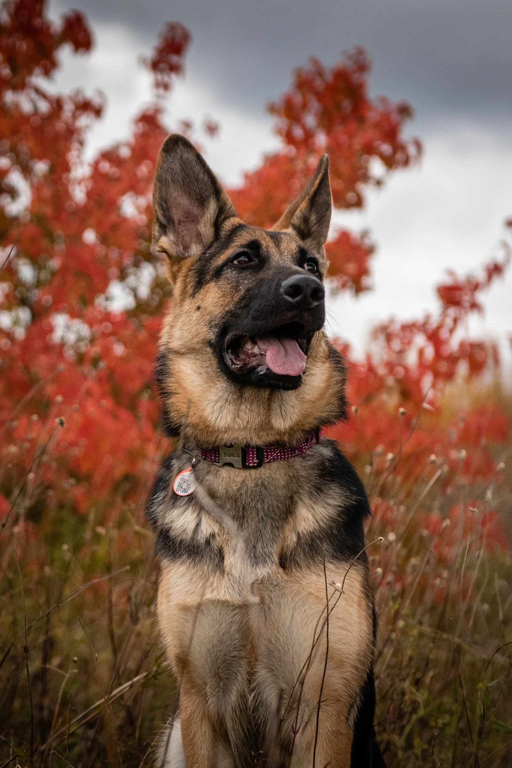 German Shepherd dog sitting outdoors with vibrant red autumn foliage background
