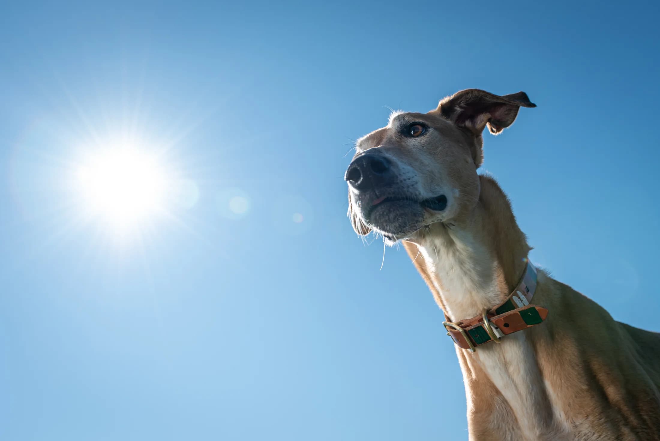 Greyhound dog looking up against clear blue sky with sun flare in Edmonton pet photography