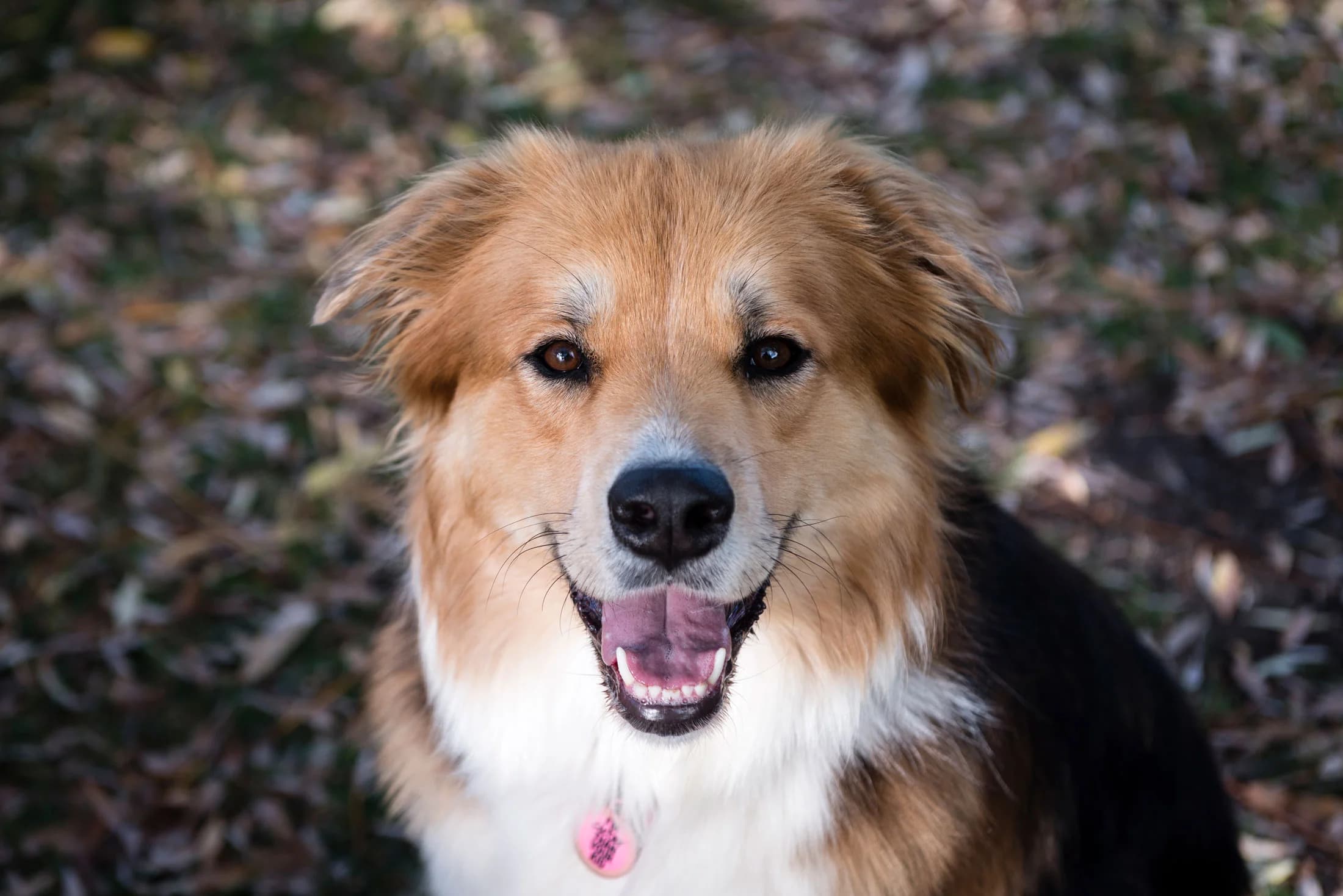 Smiling golden and white mixed breed dog with autumn leaves background