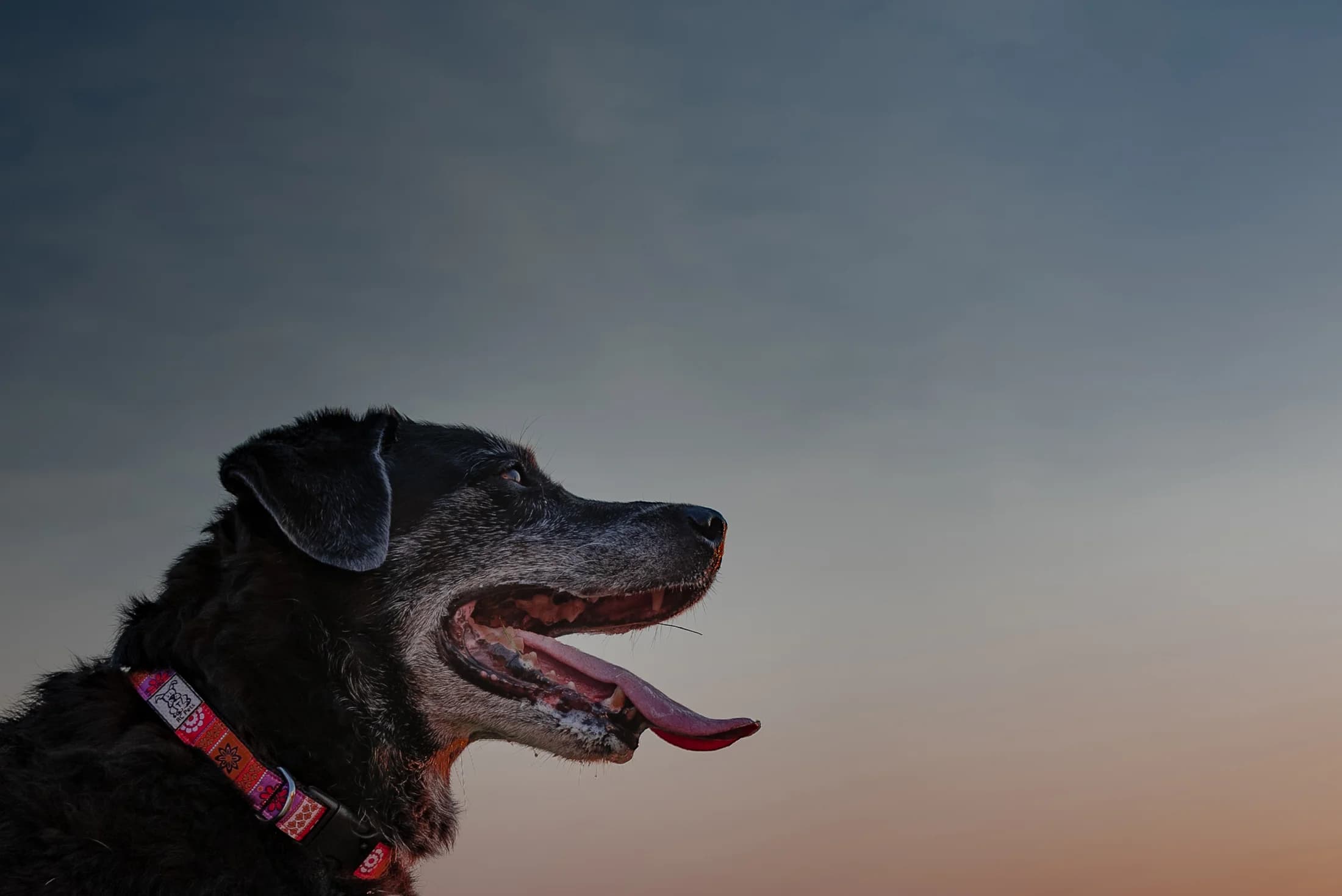 Black and white senior dog portrait by Edmonton pet photographer